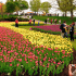 Forfait Festival des tulipes à Ottawa